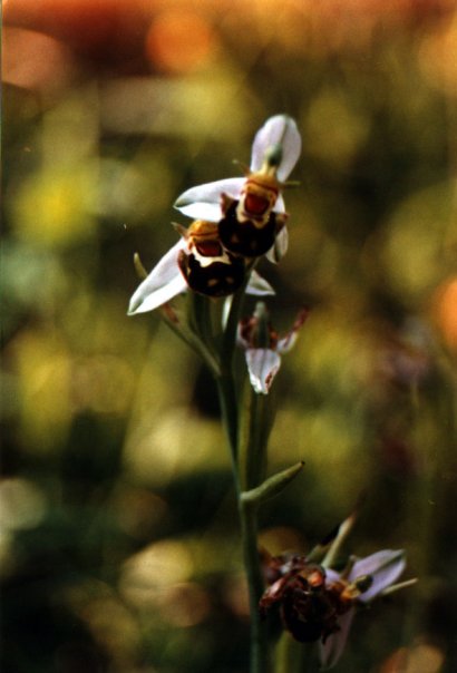 Ophrys apifera