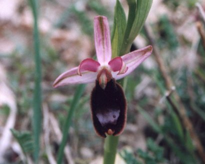 Ophrys bertoloniformis