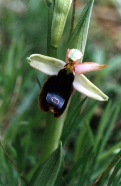 Ophrys bertoloniformis