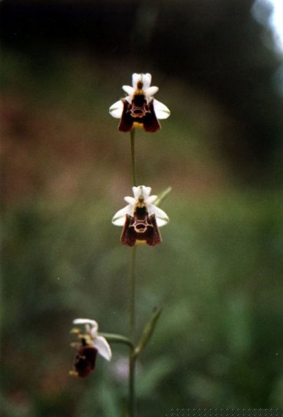 Ophrys holoserica