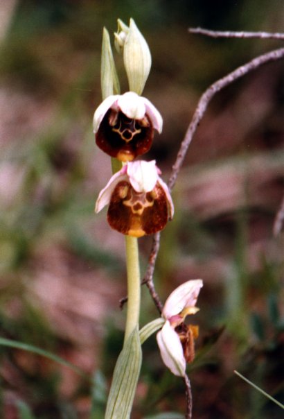 Ophrys sp.