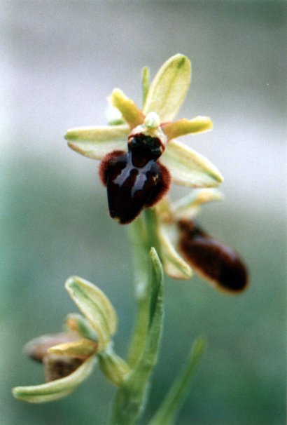 Ophrys sphegodes