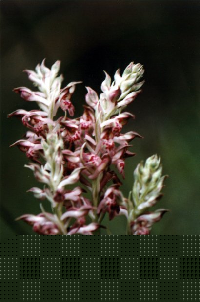 Orchis coriophora
