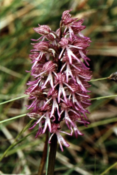 Orchis italica