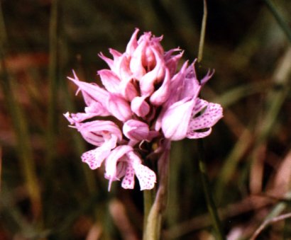 Orchis lactea