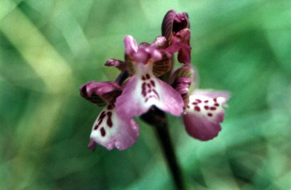 Orchis morio