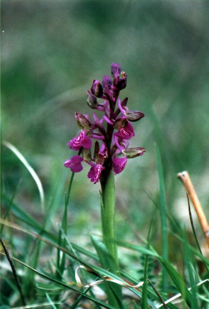 Orchis morio