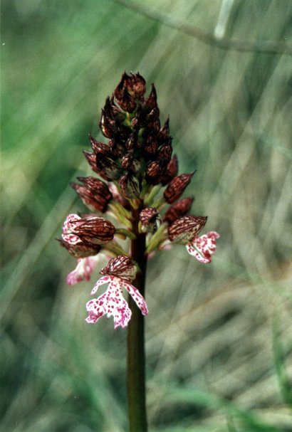 Orchis purpurea