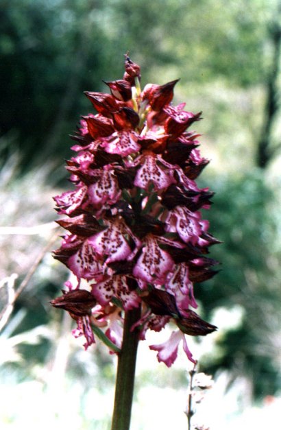 Orchis purpurea