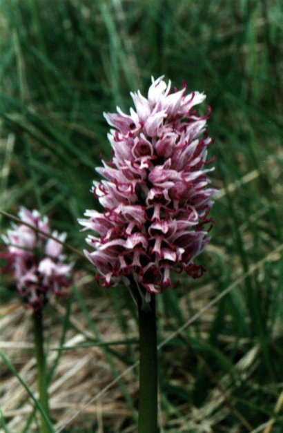 Orchis simia