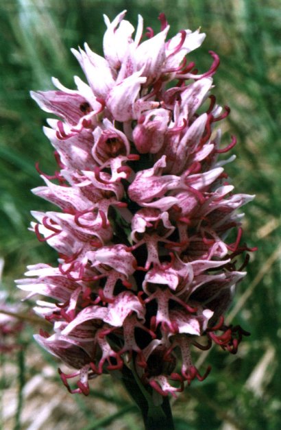 Orchis simia