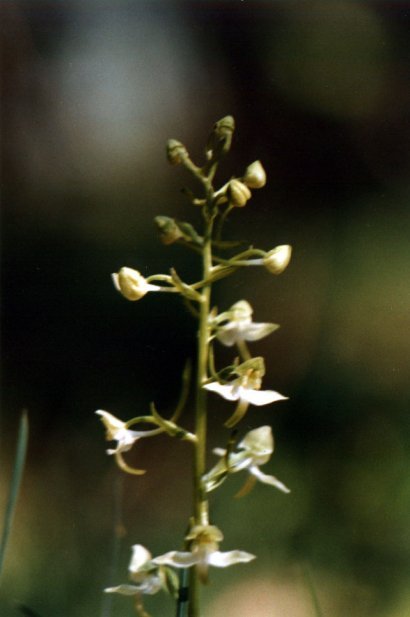 Platanthera chlorantha