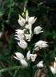 Cephalanthera l


ongifolia