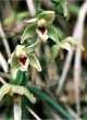 Epipactis helleborine