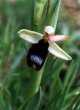 Ophrys bertoloniformis