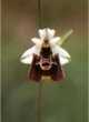 Ophrys holoserica