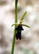 Ophrys insectifera