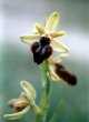 Ophrys sphegodes