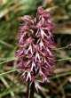 Orchis italica