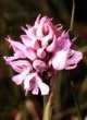 Orchis lactea