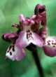 Orchis morio