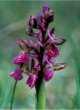 Orchis morio