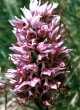 Orchis simia