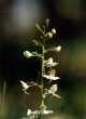 Platanthera chlorantha