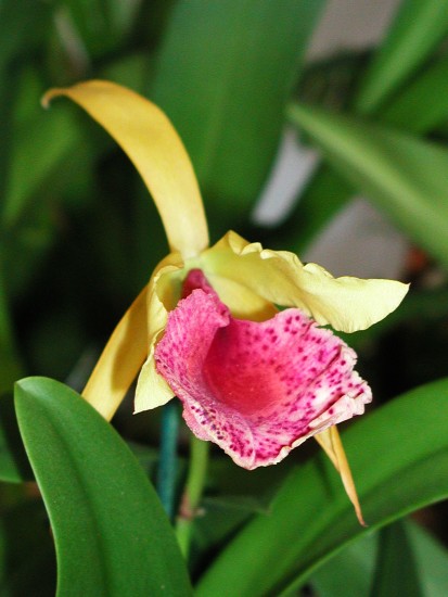 Blc
