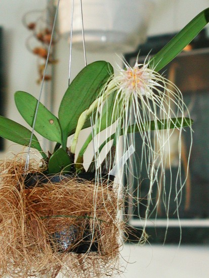 Bulbophyllum medusae
