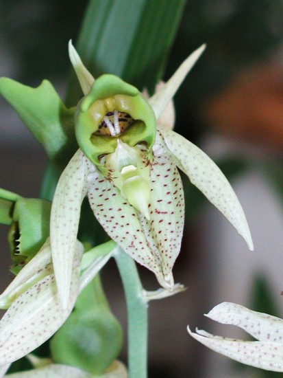 Catasetum
