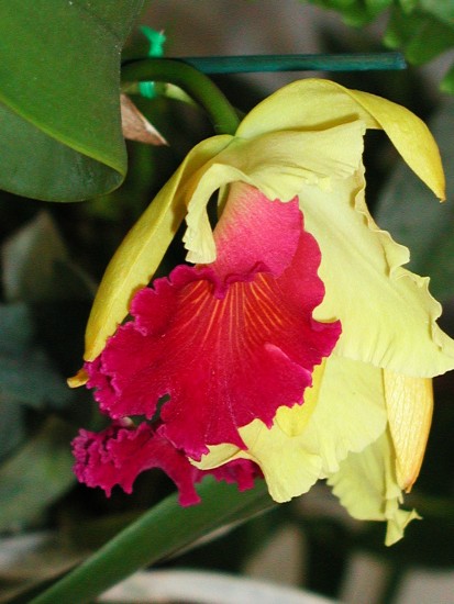 Cattleya
