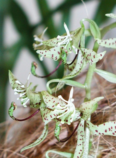 Cycnoches peruvianum 
