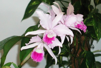 Cattleya hyb.
