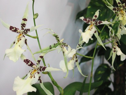 Odontobrassia
