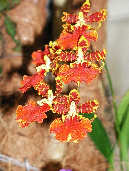 Odontocidium 'Susan Kaufmann'
