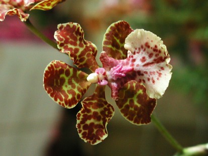 Oncidium lanceanum 
