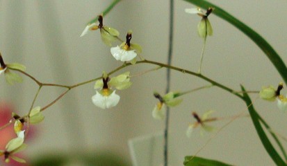 Sigmatostalix radicans
