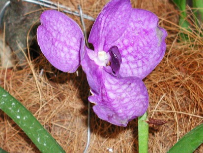 Vanda
