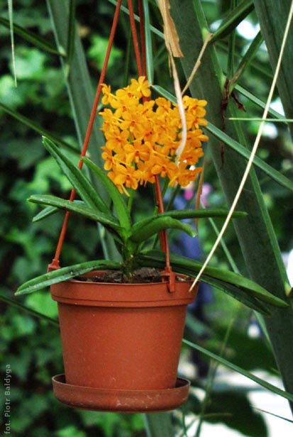 Ascocentrum
