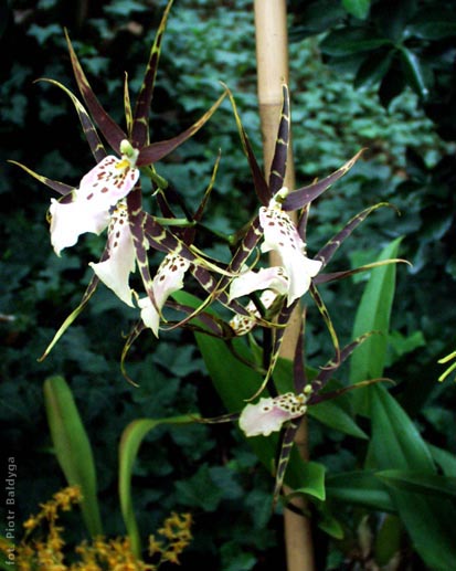 Brassia rex 
