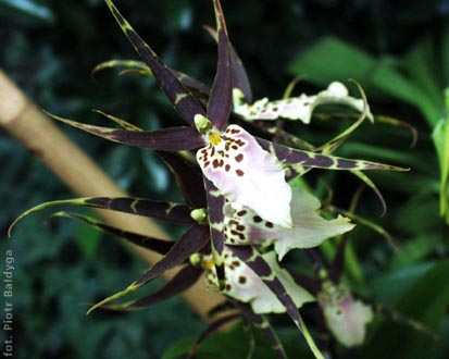 Brassia rex 
