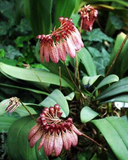 Bulbophyllum 
