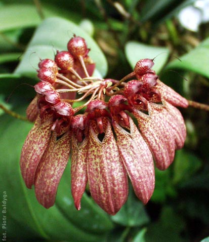 Bulbophyllum 
