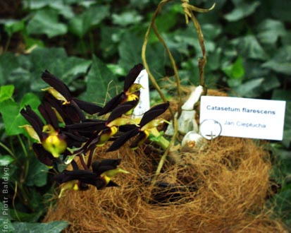 Catasetum flarescens 
