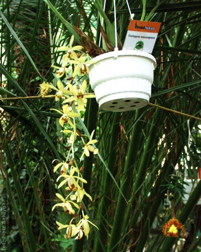 Coelogyne massangeana 
