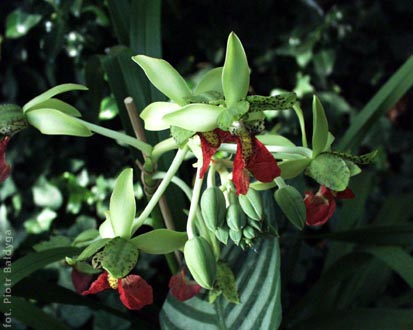 Cymbidiella rhodocheila 
