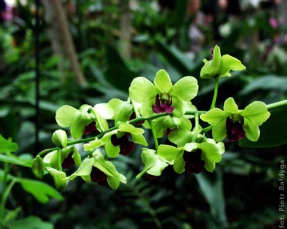 Dendrobium 
