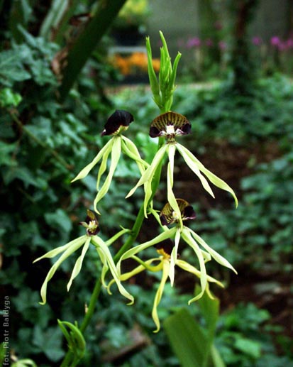 Encyclia cochleata 
