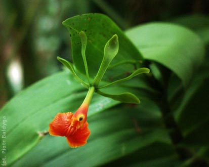 Epidend  pseudoepidendrum 
